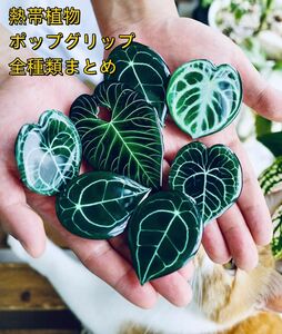 【熱帯植物 携帯用 ポップグリップ】アンスリウム アロカシア ベゴニア アクリル スマホ ポップグリップ 熱帯植物 観葉植物 希少