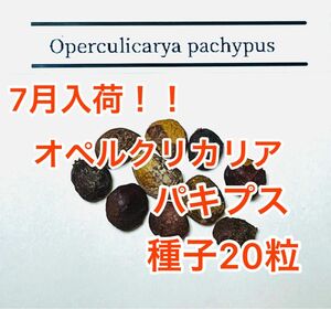 オペルクリカリア・パキプス　種子20粒