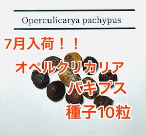 オペルクリカリア パキプス　種子10粒
