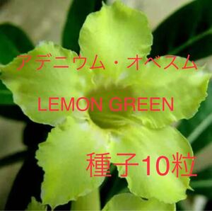 アデニウム・オベスム LEMON GREEN種子10粒