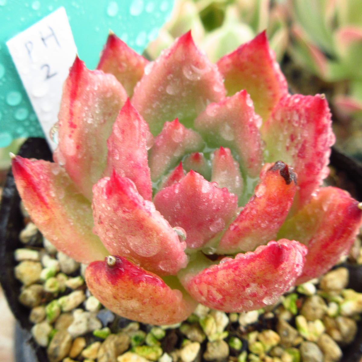 有名ブランド - 多肉植物 レア ミスピンクhyb 韓国苗 - 期間特売:29379