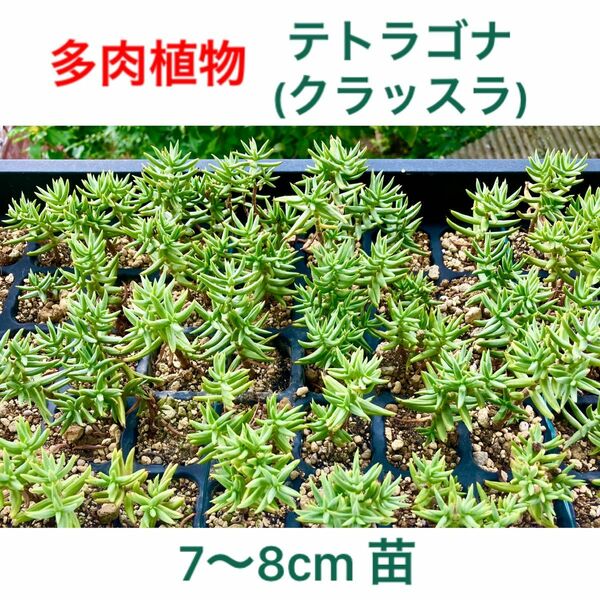 多肉植物　クラッスラ　テトラゴナ　寄植え　5本セット (小なら10本セット)　抜き苗　根付き苗