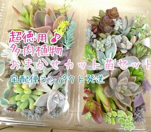 宅配便コンパクト☆お徳用 多肉植物 カット苗セット 大パック×2