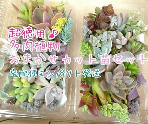 宅配便コンパクト☆お徳用 多肉植物 カット苗セット 大パック×2