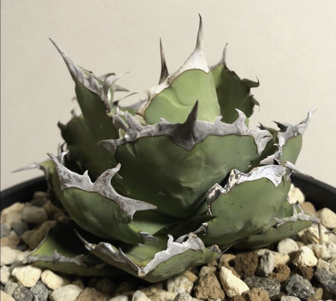 ヤフオク! -「台湾産」(アガベ) (観葉植物)の落札相場・落札価格