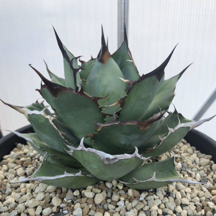 ヤフオク! -「台湾産」(アガベ) (観葉植物)の落札相場・落札価格
