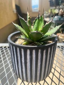 【AGAVE SALE】厳選株　アガベ　ホリダ　強棘　A