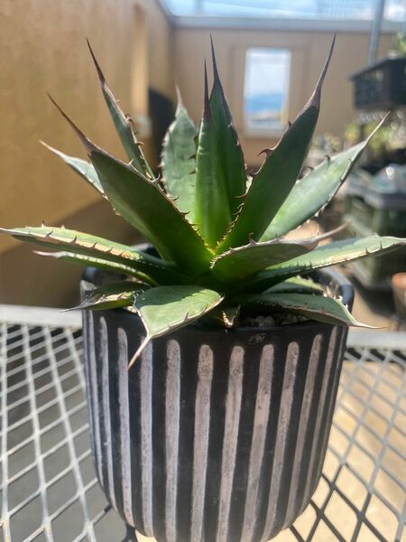 【AGAVE SALE】厳選株　アガベ　ホリダ　強棘　B