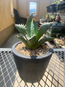 【AGAVE SALE】アガベ　チタノタ　ブルー