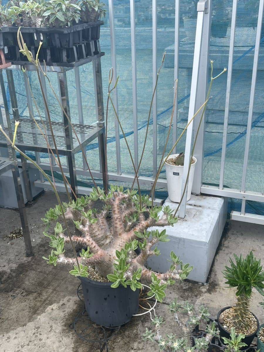 本物の パキポディウム タッキー 種子 5粒 6月自家採取2 植物/観葉植物