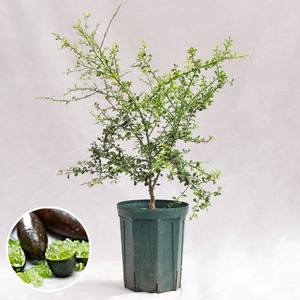  garden tree * plant finger lime *da- Ram emerald / 7 size * approximately W50×H70~90cm