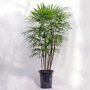 観葉植物【数量限定】大型 シュロチク（棕櫚竹） / 10寸・約W110×H150～170cm