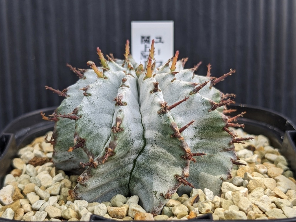 ヤフオク! -「ユーフォルビア ホリダ」(観葉植物) の落札相場・落札価格