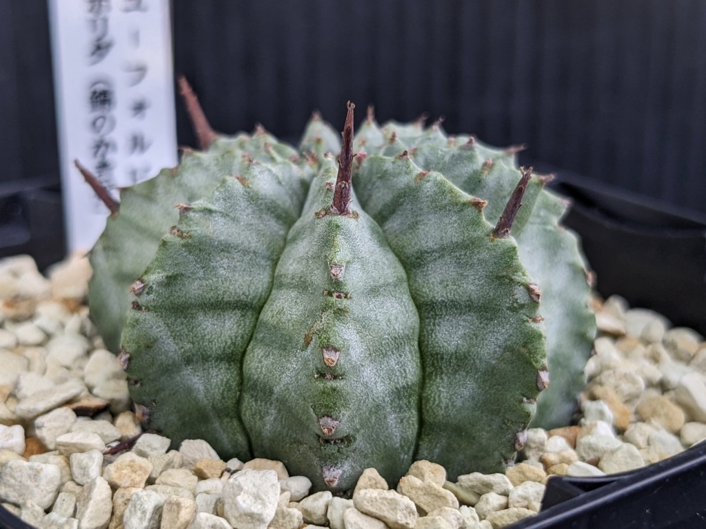 ヤフオク! -「ユーフォルビア ホリダ」(観葉植物) の落札相場・落札価格