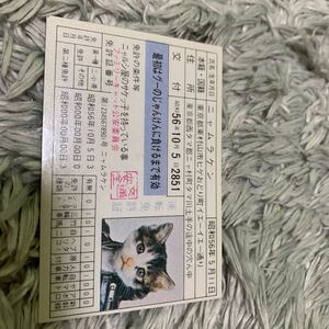 昭和レトロ 当時物 なめ猫 なめんなよ 暴走族 昭和 なめねこ ツッパリ ヤンキー なゃめるな にゃんだと 全日本暴猫連合 免許証 なめるなよ