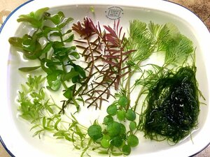 * free shipping! less pesticide water plants 6 kind set A pearl-grass * water bakopa*ro cod *kabomba* Willow Moss * Amazon frog pito