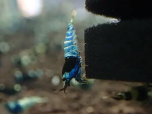  black shadow shrimp 17 pcs #. egg # female # breeding # aquarium ±2cm with special favor!