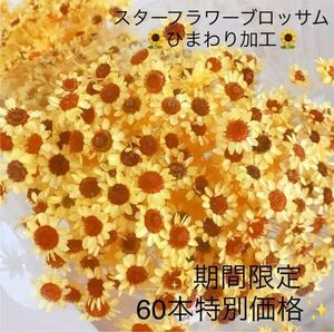 特別価格　ひまわり加工　スターフラワー　ラメ付き　ハーバリウム　レジン　60本