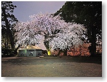 オリジナルフォトポストカード 2018年 小田原の桜 Vol.3 お城広場の夜桜_画像1