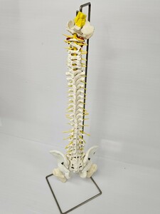 Rudiger Anatomie　人体模型 脊椎骨盤模型 脊柱 脊髄 背骨 腰椎 模型 股関節　骨盤解剖学モデル