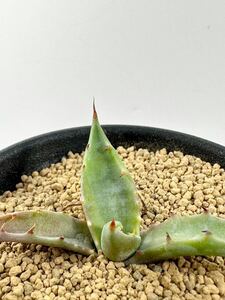 Agave colorata variegated アガベ コロラータ 錦 武蔵坊錦 斑入り 抜き苗での発送　選別株　アガベ サボテン 多肉植物 コロラタ メキシコ