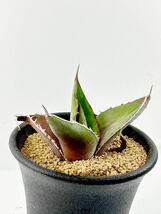 アガベ 強刺ホリダ Agave Horrida 選別実生株 メキシコ原産　チタノタ　抜き苗送料無料 検チタノタ シーザー白鯨 黒鯨 オテロイ_画像1