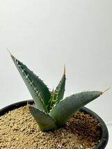 アガベ チタノタ オテロイ 実生株 強刺アガベAgave titanota FO-076 メキシコ原産 抜き苗送料無料 検チタノタ シーザー 白鯨 黒鯨_画像7