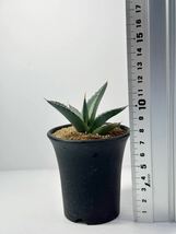 アガベ チタノタ オテロイ 実生株 強刺アガベAgave titanota FO-076 メキシコ原産 抜き苗送料無料 検チタノタ シーザー 白鯨 黒鯨_画像10