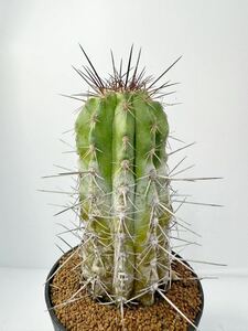 Copiapoa bridgesii コピアポア ブリドゲシー　オールド現地球子株　送料込　南米サボテン　輸入株　希少　発根株 アタカマ砂漠原産