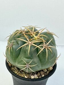 Gymnocalycium denudatum ギムノカリキウム 海王丸 'KAIOMARU' アルゼンチン、ブラジル原産 抜き苗送料無料 検ギムノ 実生