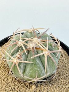 Echinocactus horizonthalonius エキノカクタス 翠平丸 実生 メキシコ原産 抜き苗送料無料 検黒刺太平丸 尖光丸 翠平丸 花王丸