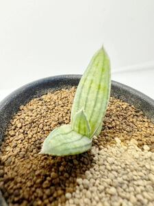 Aloe karasbergensis アロエ カラスベルゲンシス 実生多肉植物 アフリカ原産 抜き苗送料無料 検アロエ希少種 美種