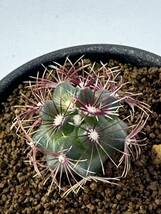 Thelocactus bicolor var. bolansis テロカクタス ボランシス FN付 実生選別株 サボテン 抜き苗送料無料 赤刺　美棘種 bicolor v bolansis_画像6