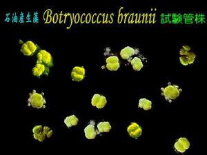 石油産生藻 Botryococcus（ボツリオコッカス）試験管株