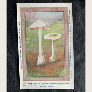 フランス パリ 1950-70s シロフクロタケ キノコ 椎茸 毒キノコ 菌 図鑑 植物 クロモ ポスト カード イラスト ヴィンテージ アンティーク