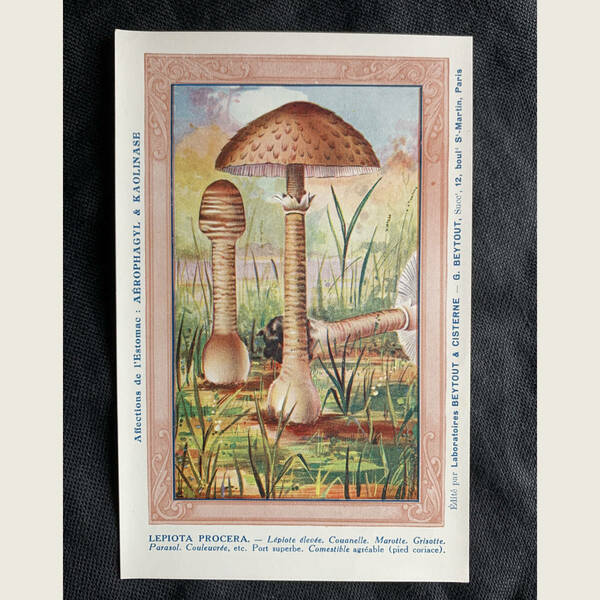 フランス パリ 1950-70s カラカサタケ キノコ 椎茸 毒キノコ 菌 図鑑 植物 クロモ ポスト カード イラスト ヴィンテージ アンティーク