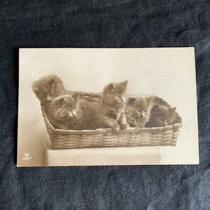 フランス 1900s ペルシャ猫 子猫 猫 5匹 ポストカード 写真 カメラ 銀板 クラシック アート 葉書 絵葉書 ヴィンテージ アンティーク