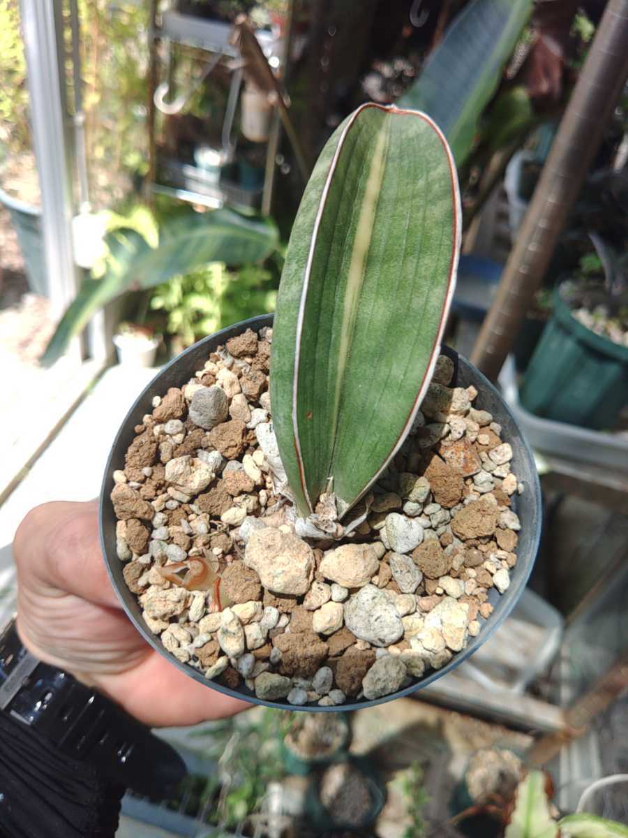 2023年最新】ヤフオク! -サンスベリア 斑入り(花、園芸)の中古品・新品