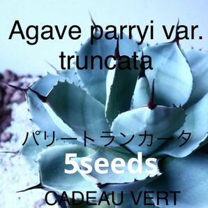 Agave parryi var.truncata パリートランカータ種子5粒