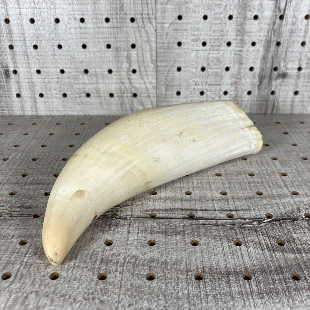 鯨/鯨歯/クジラ/歯/牙/465g クイック出荷 - cosmeticosraquel.co