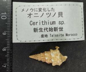 メノウに変化したオニノツノ貝 殻付き（巻貝化石）③ 年代 新生代始新世 産地 モロッコ Talasite