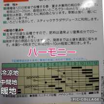 【100粒】カラフルキャロット『ハーモニー』《各色20粒ずつのミックス》いろどり鮮やか♪　送料73円〜_画像7