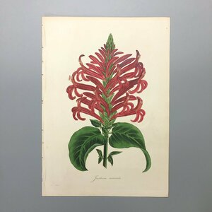 『Justicia coccinea』PAXTON'S MAGAZINE OF BOTANY　手彩色銅版画　16x23cm　博物画　植物画　ボタニカルアート