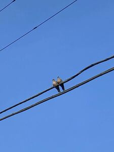 画像 即決写真 フリー画像 著作権フリー 画像 データ 鳩 鳥 ハト 壁紙 迅速対応！