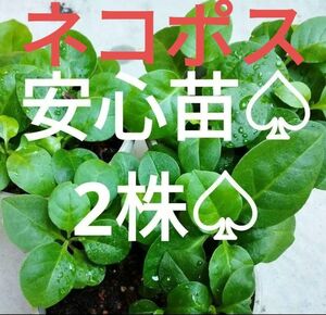 オカワカメの苗　農薬不使用安心苗　漢方薬