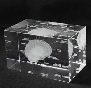 ★脳の断面図クリスタルキューブ 脳 クリスタル 断面図 医療 医学 ドクター 実験 置物 医者 彫刻 解剖学 インテリア オブジェ cjx4413