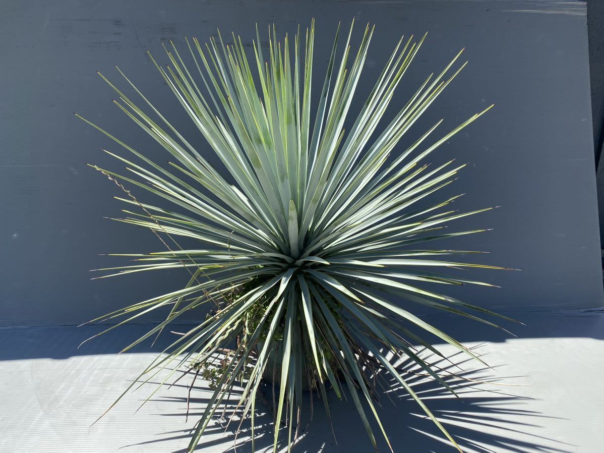 大人気定番商品 ユッカ リギダ ボリューム満点株 Yucca Rigida 植物