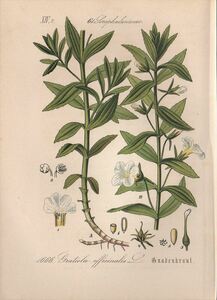1884年 多色石版画 ドイツの植物 オオバコ科 オオアブノメ属 Gratiola クワガタソウ属 Veronica 6枚