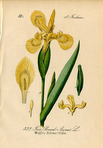 1880年 多色石版画 ドイツの植物 アヤメ科 アヤメ属 キショウブ ドワーフアイリス ブルーフラッグ クリミアアイリス 4枚