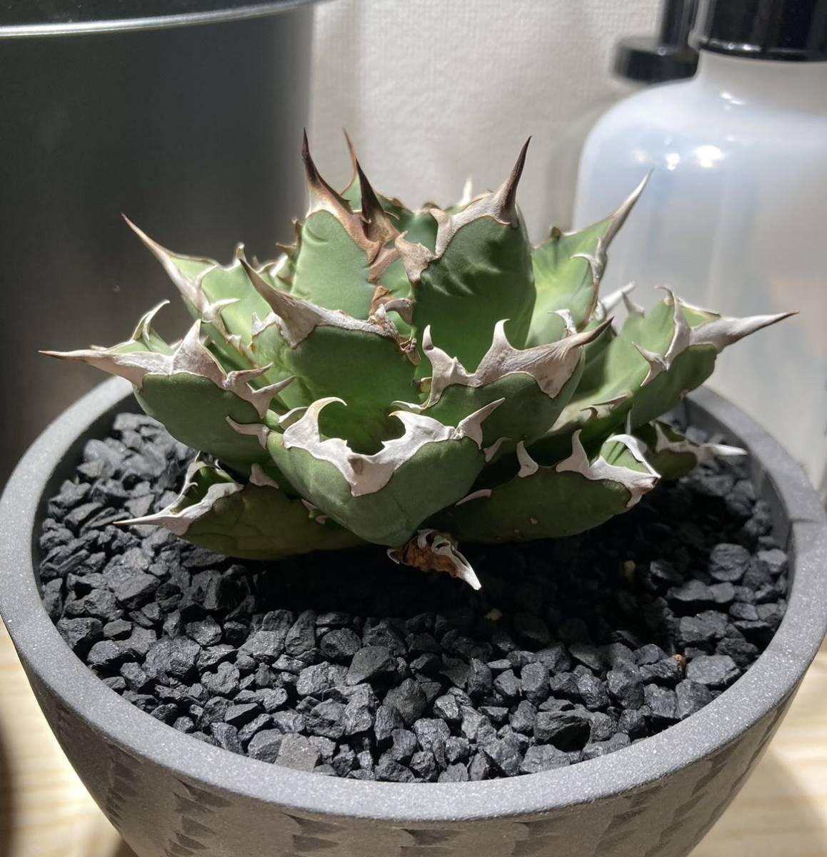 ヤフオク! -「台湾産」(アガベ) (観葉植物)の落札相場・落札価格
